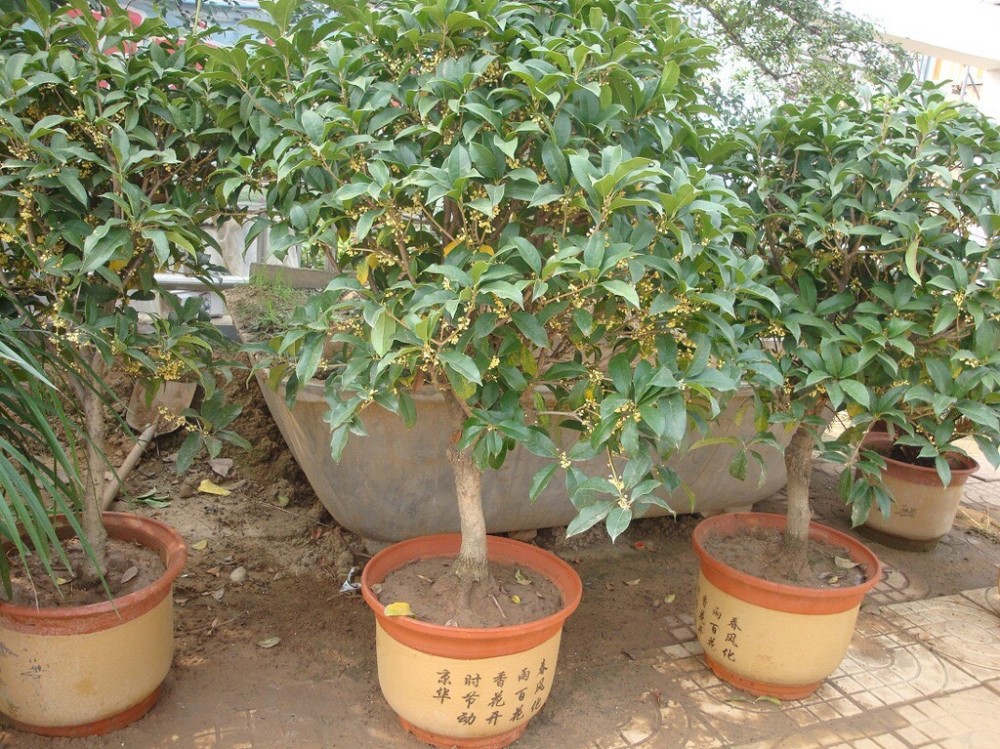 养盆栽桂花,有3个"技巧",开花更多,生长更快,花繁叶茂