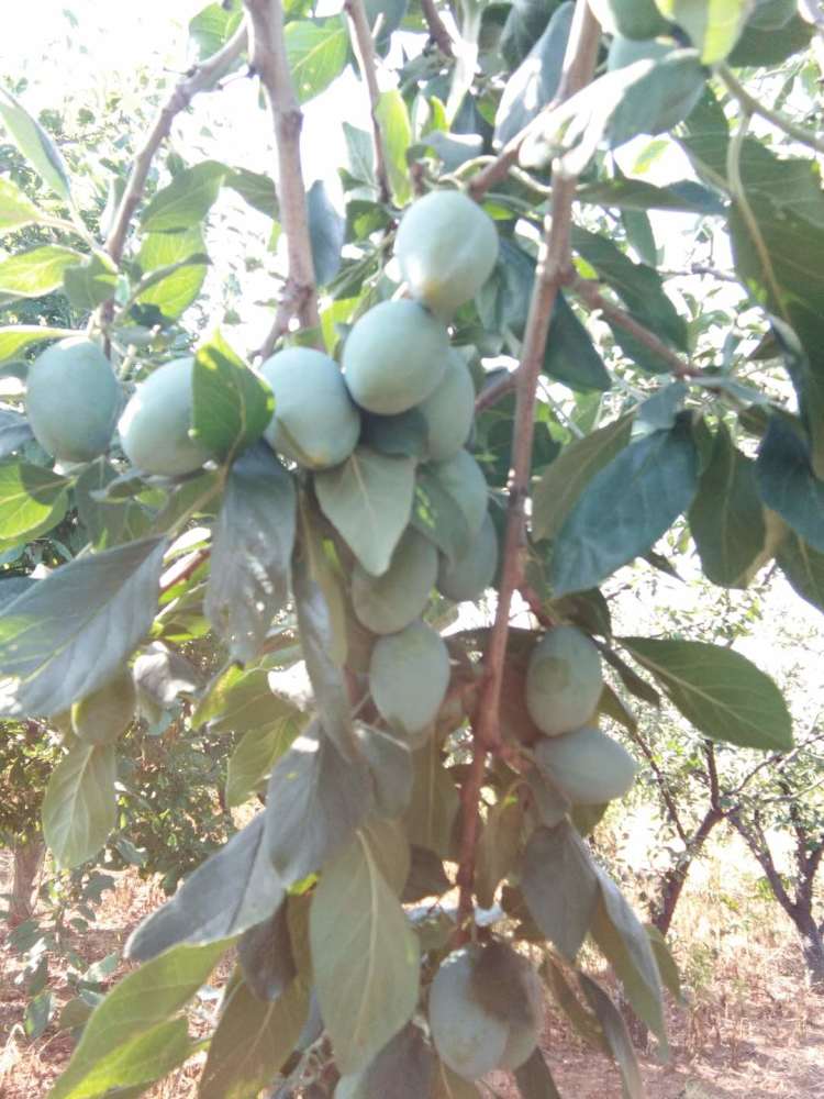 这种果树适种范围遍布全国,第一批种植的人都已经致富
