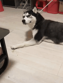 主人骂了哈士奇几句,没想到它趴在地上抽泣起来,委屈的都要哭了