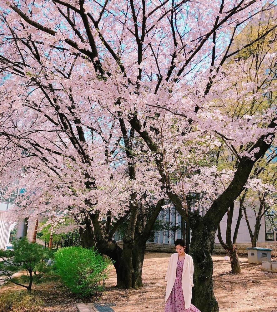 公园的樱花树下,赏花赏景也赏人