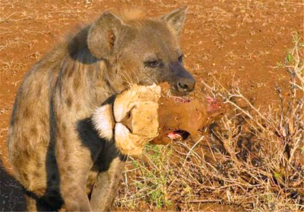 自然传奇密码非洲致命_自然传奇非洲最致命的毒蛇_自然传奇非洲野狗