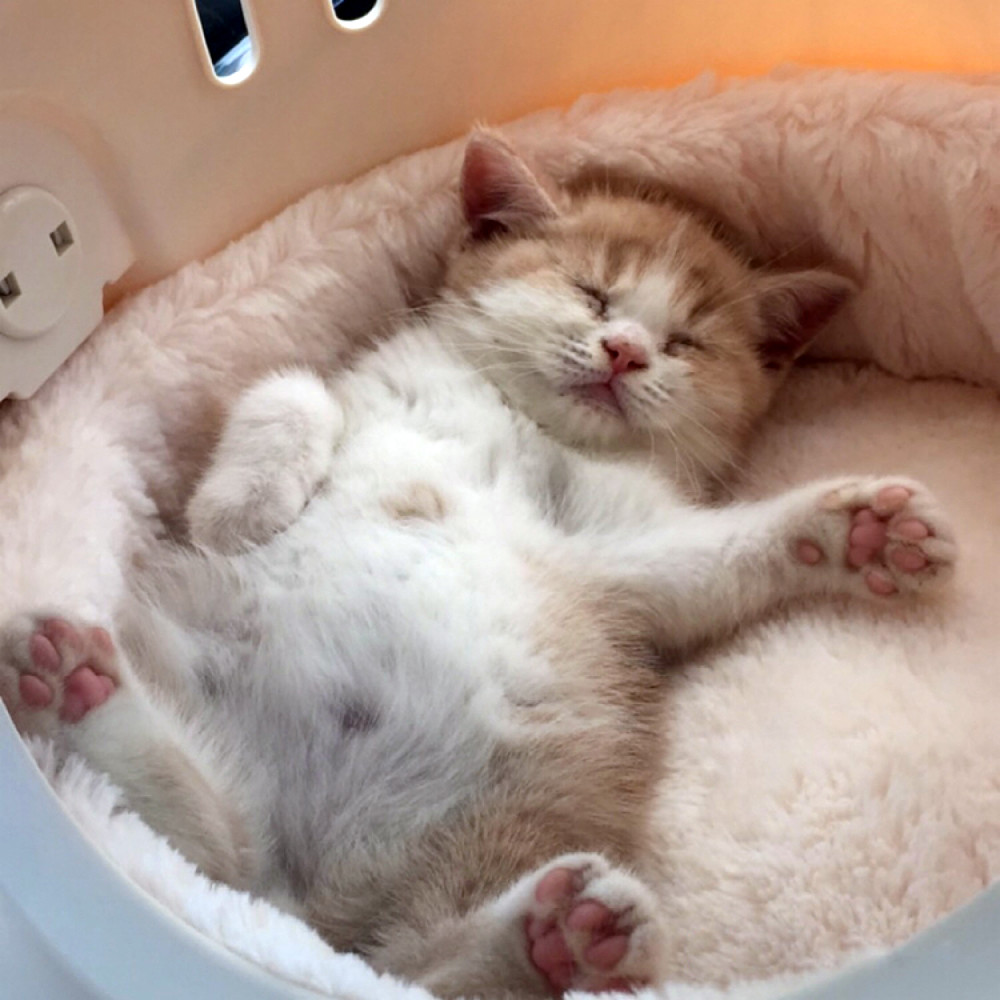 猫咪萌爪肉垫太可爱了!粉粉的很治愈,让人瞬间暖爆