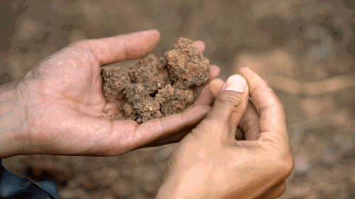 土壤酸化危害多,施肥不合理是主因,这样施肥土质好产量高