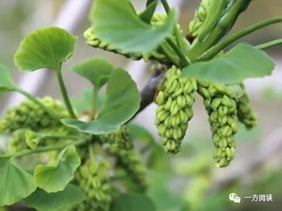 散文 银杏有花 六 作者 黄宝洲 企业头条 天眼查