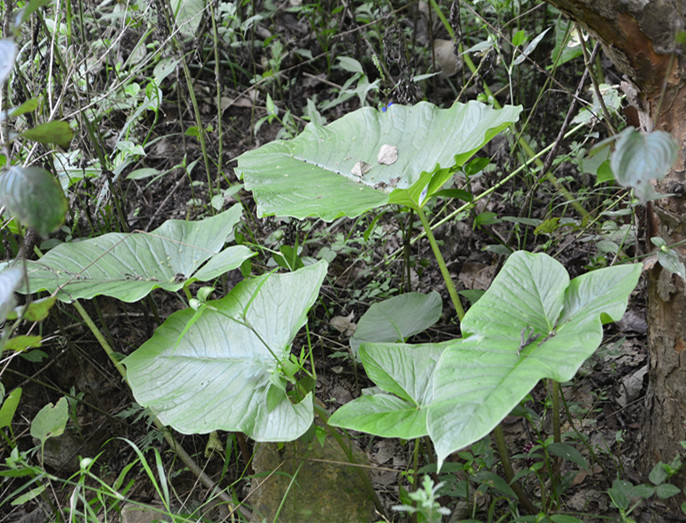 多年生草本植物,野草,独角莲,白附子,中药材