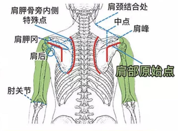 肩部原始点也有两处,从肩胛骨下沿的尖端到顶处,还有从肩峰头拐到腋旁