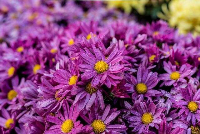 正是赏菊花的时候,你看这菊花,有的已然怒放,有的含苞待放,有蜜蜂和