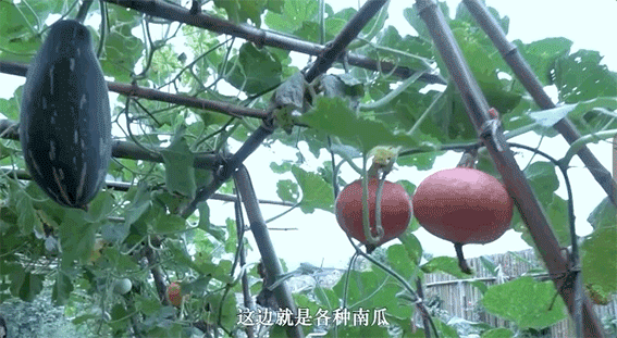 李子柒的后院，终于明白为什么2000万人羡慕她