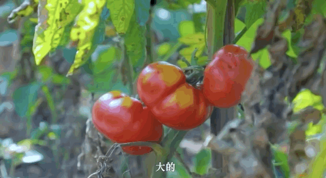 李子柒的后院，终于明白为什么2000万人羡慕她