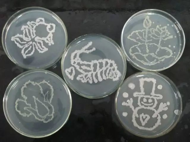 他们用细菌微生物画画,脑洞被刷爆了!