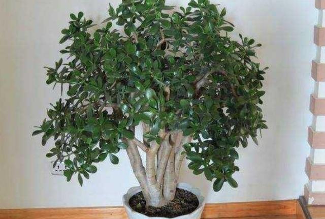 金枝玉叶,植物,花卉,盆景,木质化