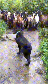 爆笑gif:还是小师妹受宠,师傅把真传都教给她了