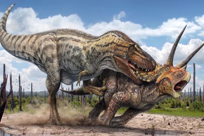 白垩纪末期食草恐龙的骄傲,不好惹的三角龙,敢跟霸王龙正面较量