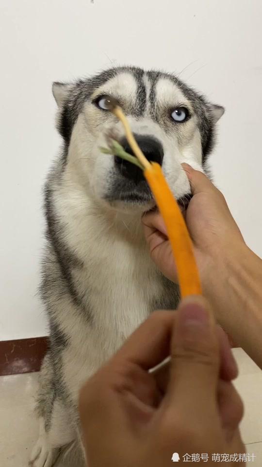 他就是哈士奇!