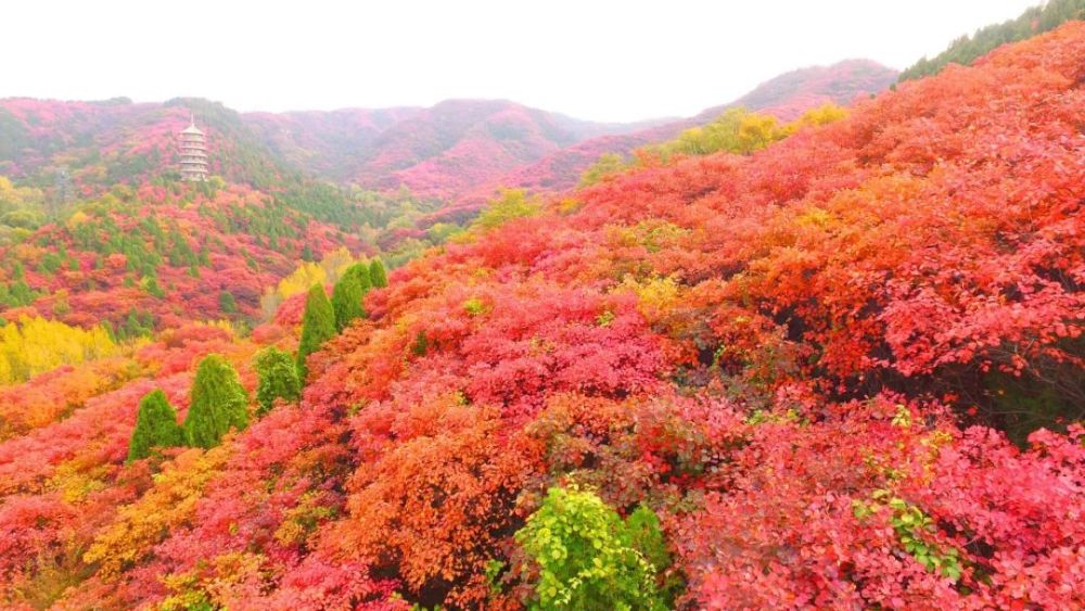 济南红叶谷,好客山东,旅游景区,名泉,济南,红叶