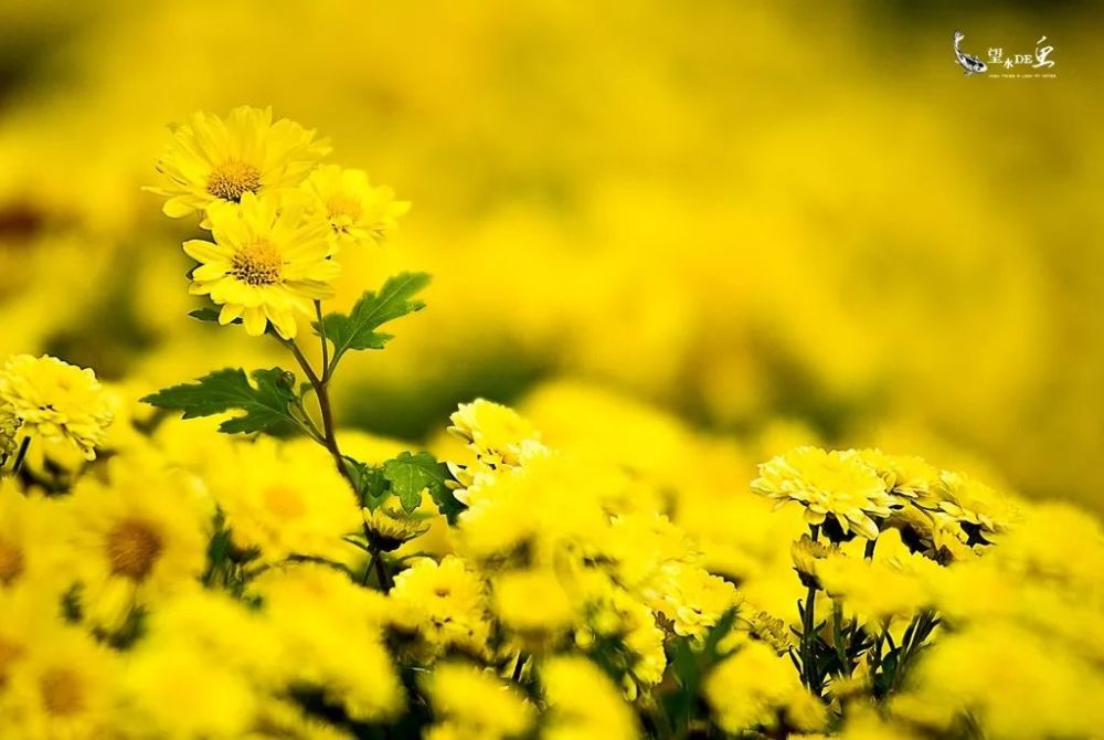满城尽带黄金甲的时节,温习一下如何拍菊花