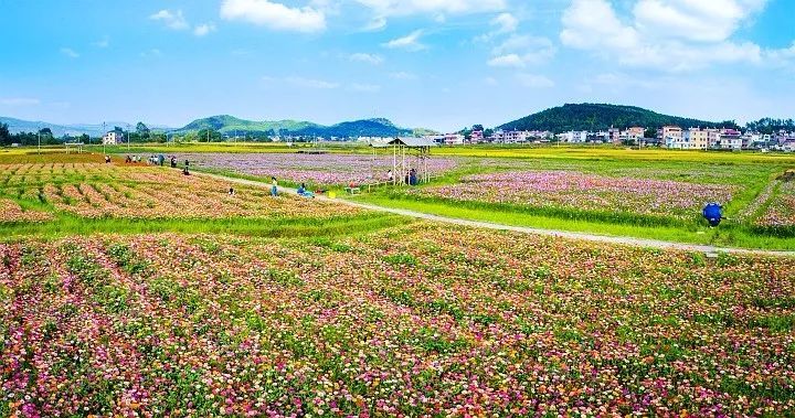 四季花海,大湖镇,连平