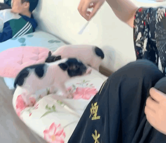 魔都首家吸猪圣地快来体验当一颗白菜的快乐