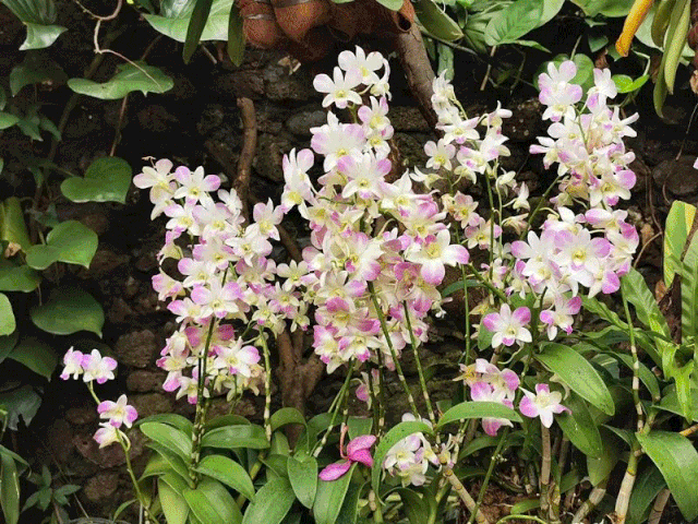 十月的广州,花开艳艳,这里的兰花和红睡莲太美了吧!