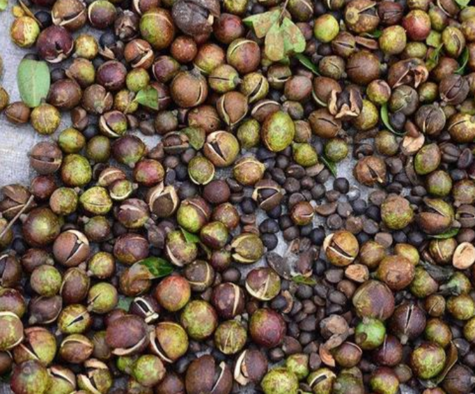 农村很多地方都种植的油茶树是什么?有哪些作用呢?