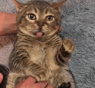 舔空气的猫咪你见过吗？
