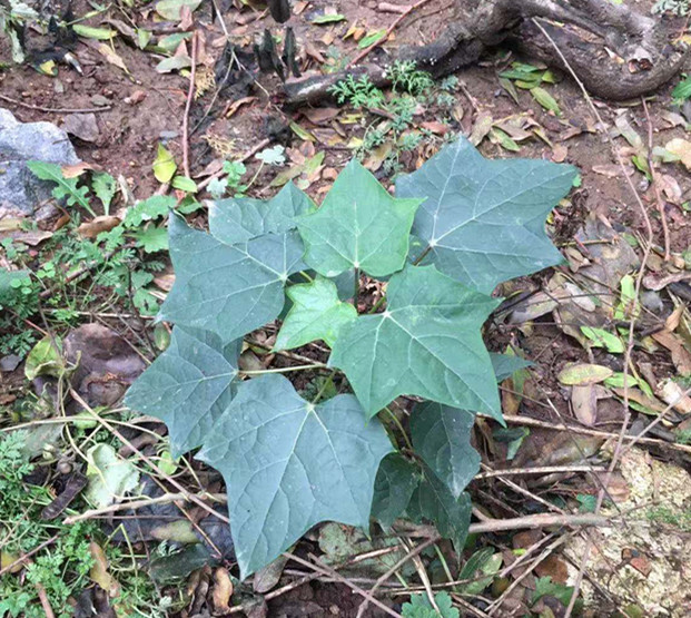 落叶乔木,八角枫,灌木,野生植物,中药材