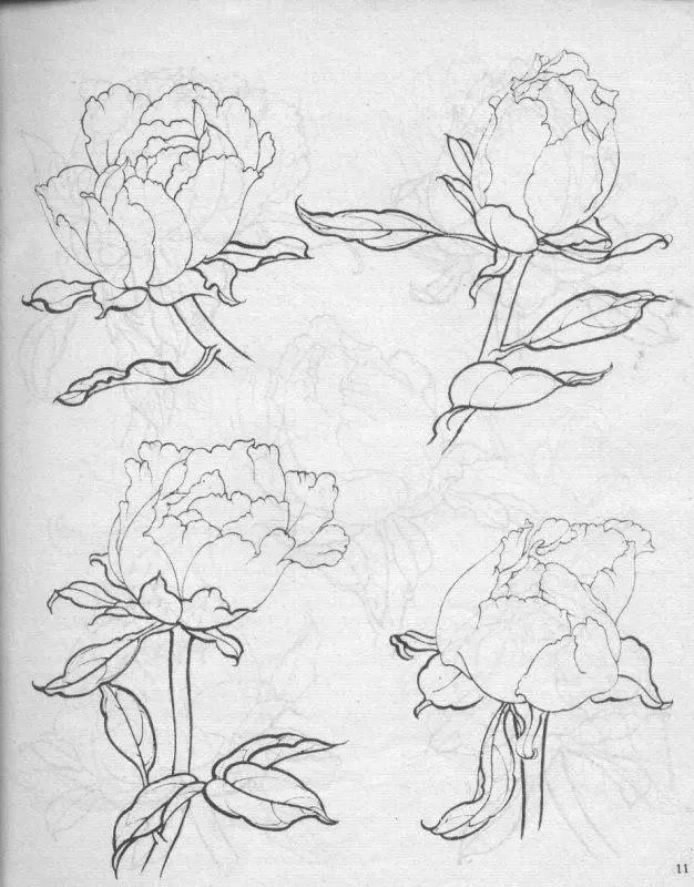 牡丹白描结构图