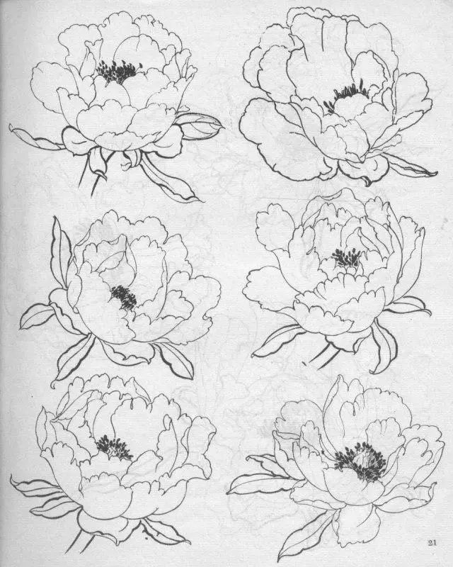 牡丹白描结构图