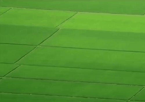 背景 壁纸 绿色 绿叶 树叶 植物 桌面 500_350 gif 动态图 动图