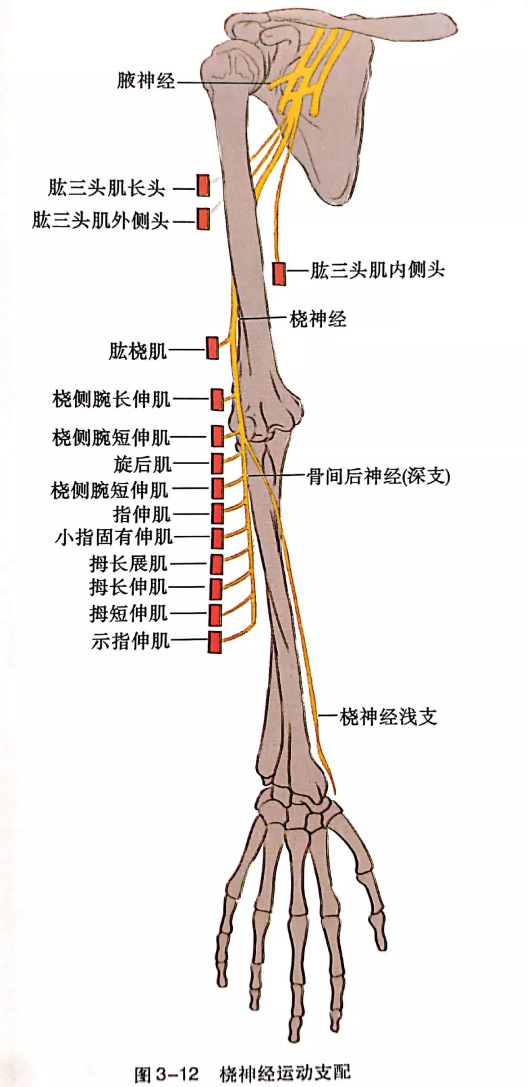 三,桡神经支配 (一)运动支配与查体 桡神经支配4组肌肉群:肱二头肌