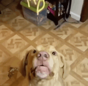 超机智的汪,通过摇头点头告诉主人:今儿我要吃这个!