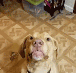 超机智的汪,通过摇头点头告诉主人:今儿我要吃这个!