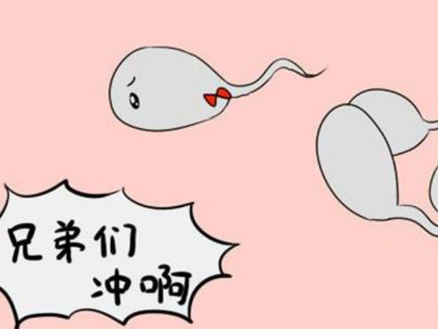 小蝌蚪,备孕,精子,卵子