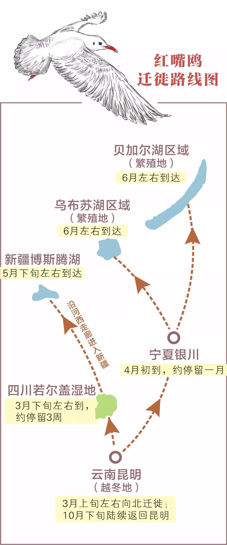 "牛背鹭"被误认为是"红嘴鸥" 这次红嘴鸥大部队真的要