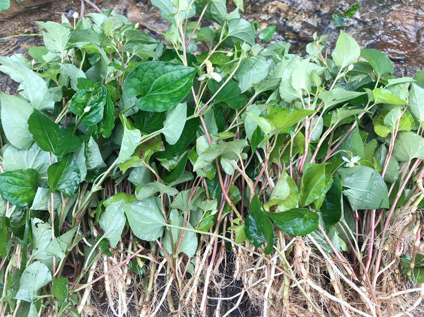 鱼腥草,农村,植物,草药,清热解毒,紫苏