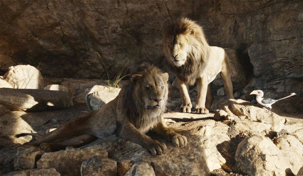 辟谣:雌狮才是狮群的主导者,雄狮也很少单独行动