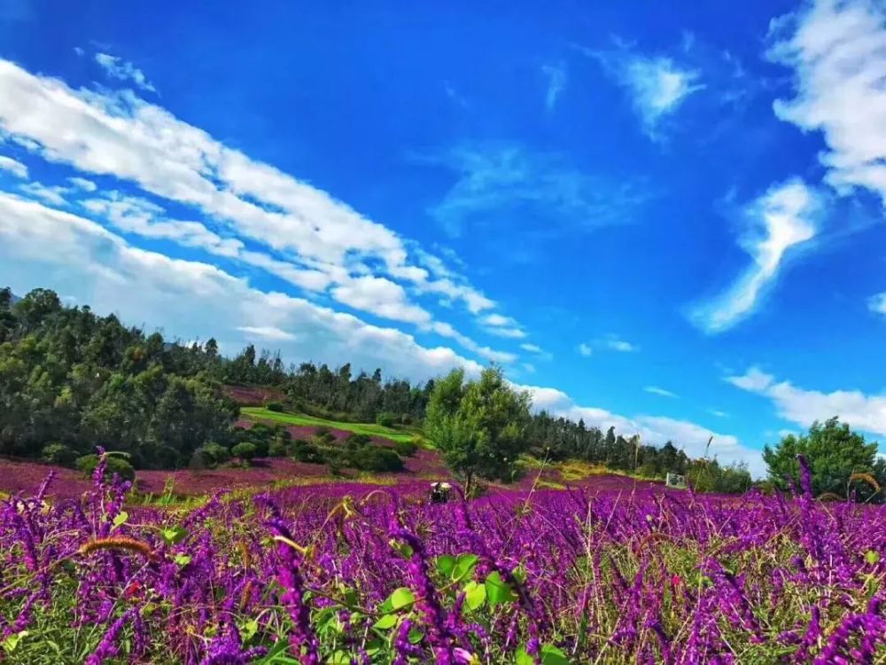 万亩花海,花潮翻涌,只等你来