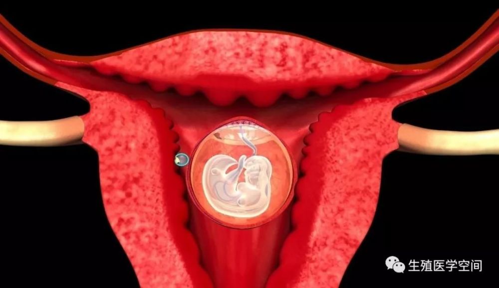 如果孕前期孕酮水平大幅下降,可能容易使未在子宫着床稳定的胚胎停止