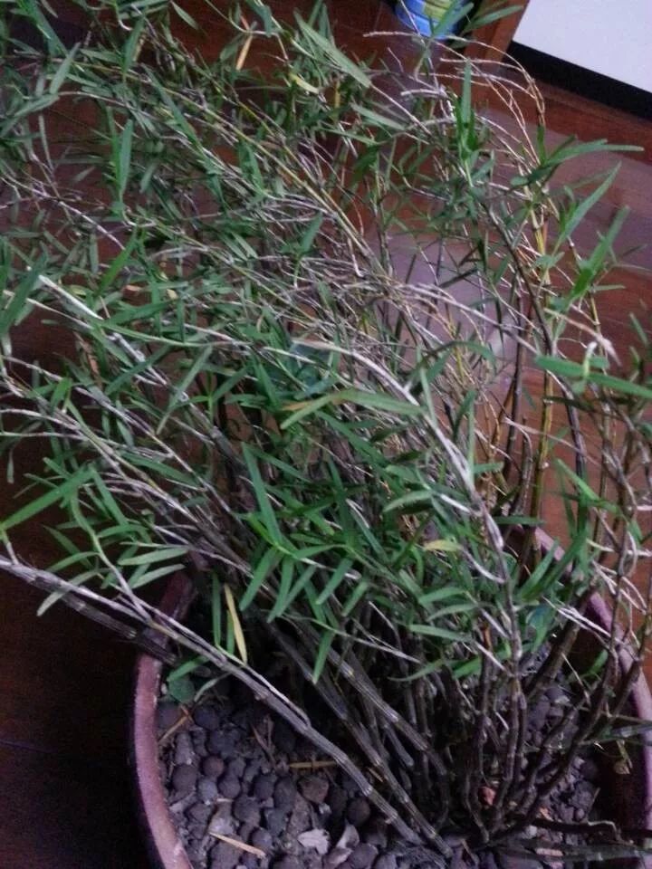 国家一级濒危珍稀植物:禾叶组石斛