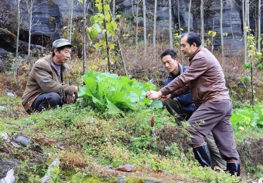 五峰土家族自治县,脱贫攻坚,宜昌,傅家堰乡,肖曙光