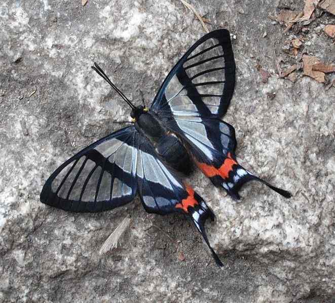 这种蝴蝶极其罕见,目前处于极度濒危状态.