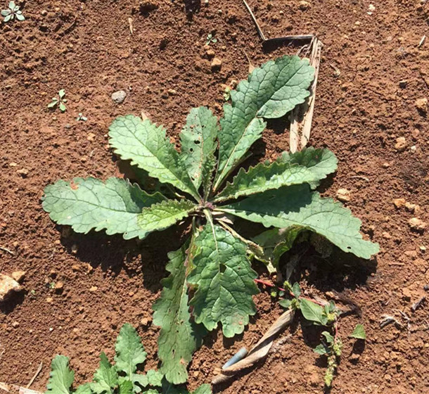 荒地里生长的这种野生草本,大人不当回事,却对热风伤阴有效果