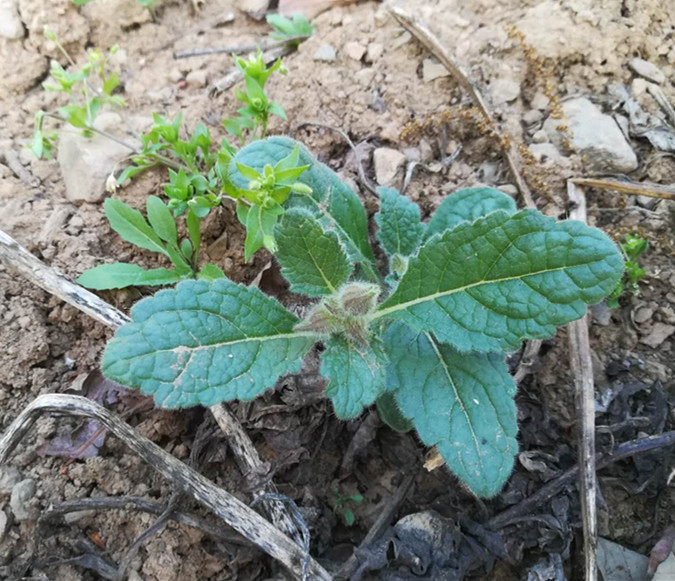 荒地里生长的这种野生草本,大人不当回事,却对热风伤阴有效果
