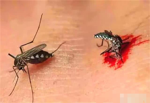 蚊子,昆虫,吸血