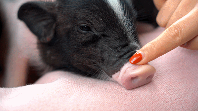 比方说,新几内亚的农民,养猪的时候会把它们的猪鼻子割掉,因为鼻子是