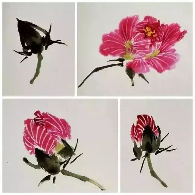 芙蓉花的写意画法,一学就会!