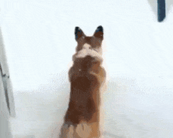 当南方的狗去了北方,会是什么情况?