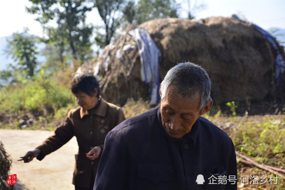 山梁上农民种决明子,7旬老两口种了6亩多,大叔捶一天胳膊疼