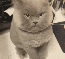 想摸我的手,想得美5.本猫生气了,莫挨劳资四.越狱系列表情包1.