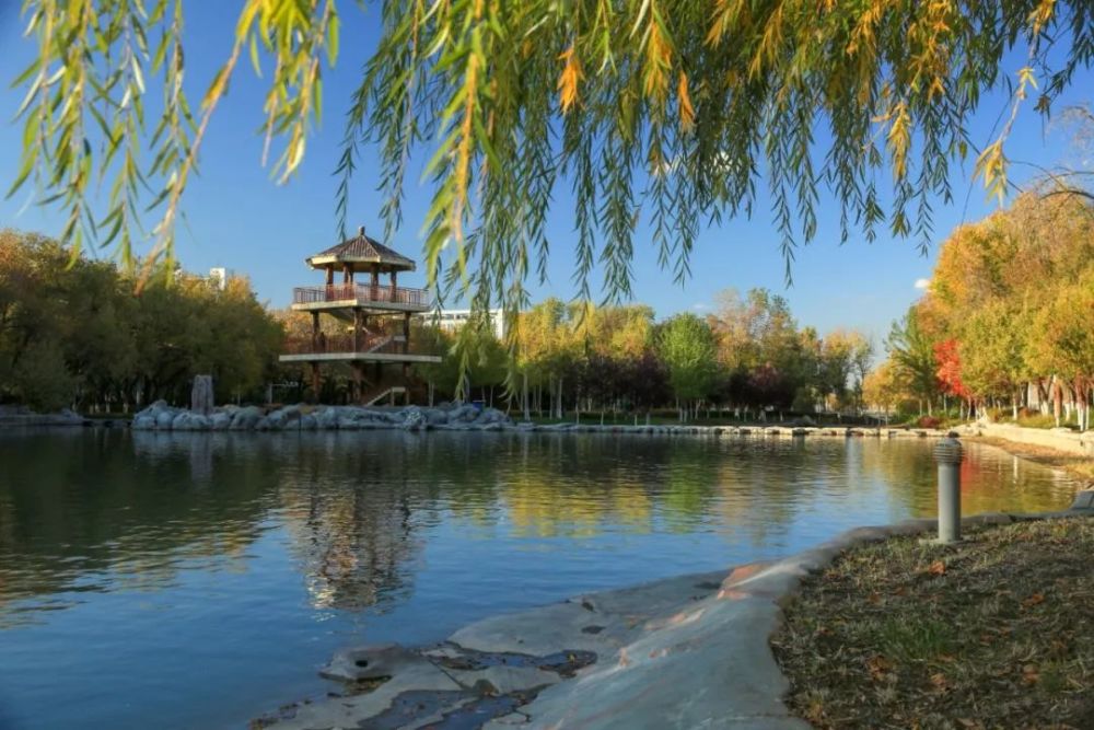 进入秋季,石河子明珠河秋意浓,成为城市一道亮丽的风景.